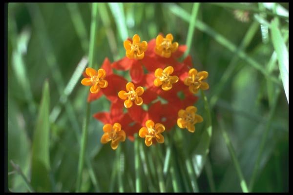 013086 Five petaled Yellow Cupped Flowers A4 Photo Print