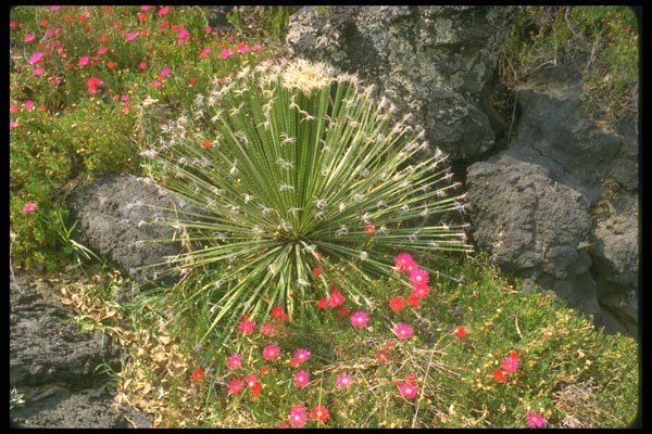 013087 Feather tipped Succulent A4 Photo Print