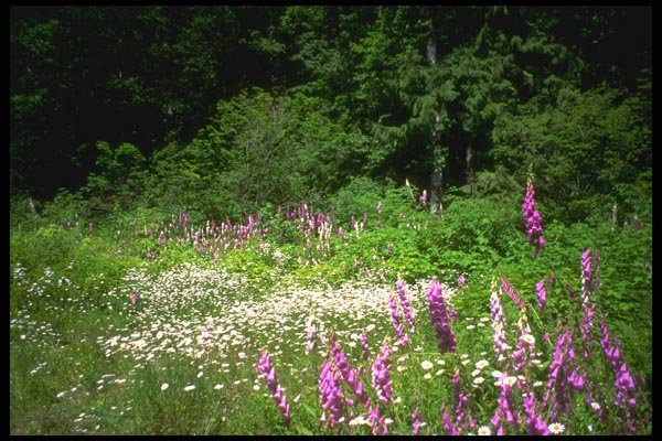 013088 Foxgloves And Daisies A4 Photo Print