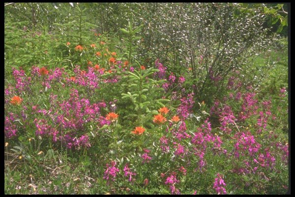 013089 Red Mountain Wildflowers A4 Photo Print