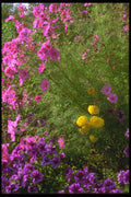 013090 Pink Cosmos And Yellow Mums A4 Photo Print