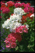 013091 White And Red Geraniums A4 Photo Print