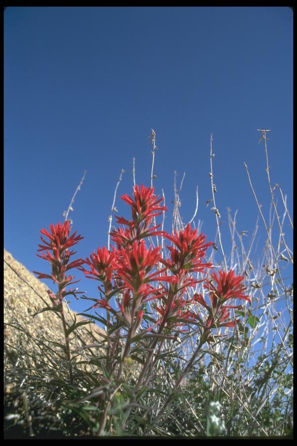 013092 Red Indian Paintbrush Close Up  A4 Photo Print