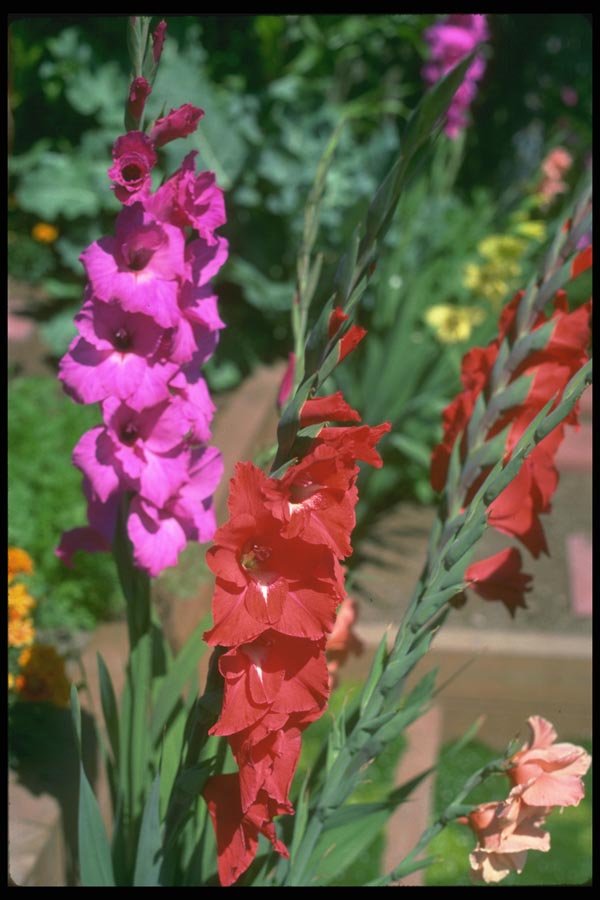 013094 Red And Pink Gladiolus Stalks A4 Photo Print