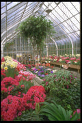 013095 Conservatory With Spring Flowers A4 Photo Print