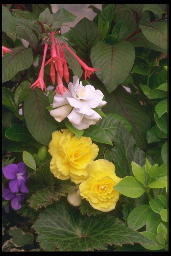 013098 Yellow Begonias And Red, White Flowers A4 Photo Print
