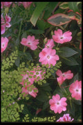 013099 Pink Flowers And Fern A4 Photo Print