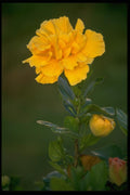 013100 Single Yellow Bloom A4 Photo Print