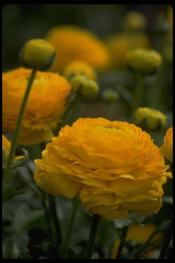 013101 Yellow Peonies A4 Photo Print