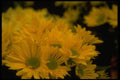 013102 Yellow Daisies A4 Photo Print