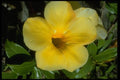 013103 Deep Throated Yellow Flower A4 Photo Print