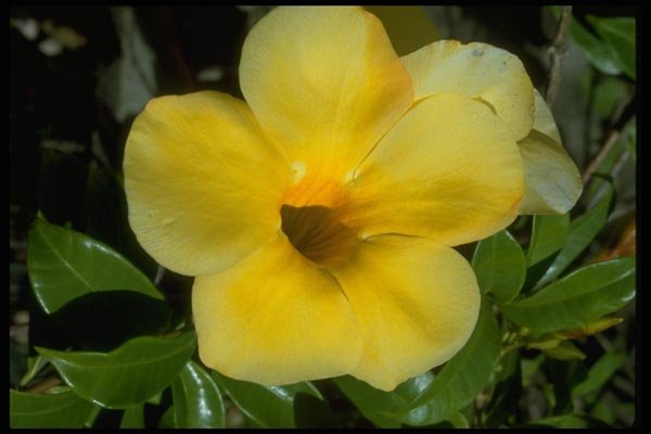 013103 Deep Throated Yellow Flower A4 Photo Print
