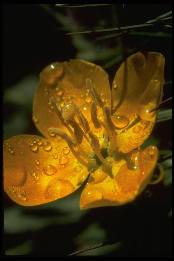 013104 Golden Flower With Dewdrops A4 Photo Print
