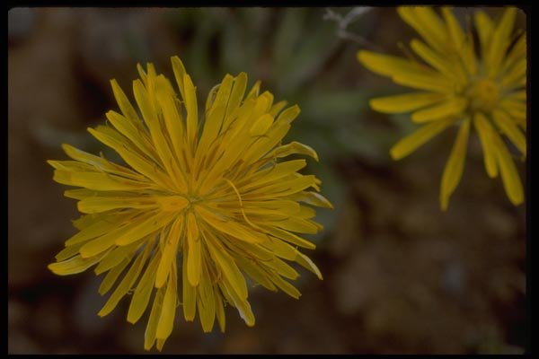 013105 Many Petaled Yellow Flower With Stamens A4 Photo Print