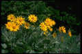 013106 Yellow Daisy Clump A4 Photo Print