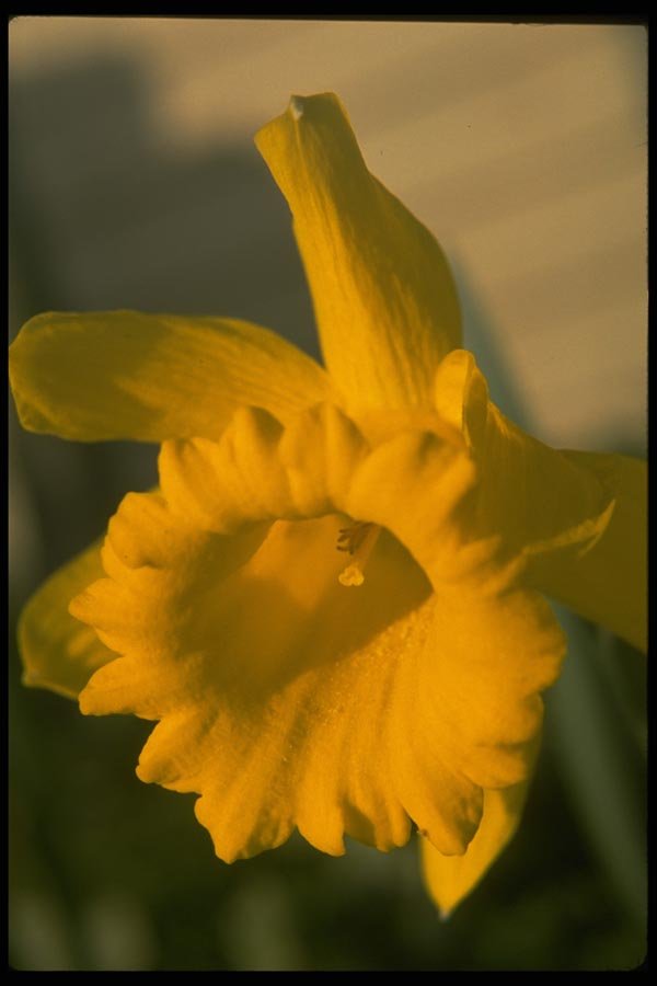 013107 Yellow Daffodil A4 Photo Print