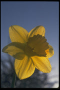 013108 Yellow Daffodil, Sidelit A4 Photo Print