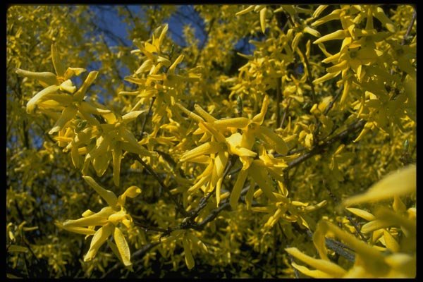 013109 Yellow Forsythia A4 Photo Print