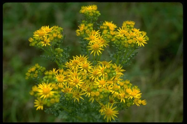 013110 Yellow Tansy A4 Photo Print