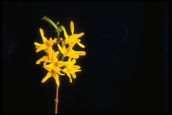 013111 Yellow Forsythia Twig A4 Photo Print