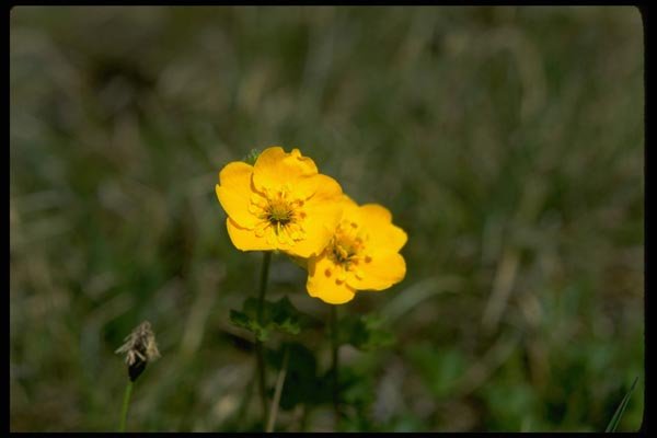 013112 Yellow Buttercups A4 Photo Print