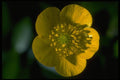 013113 Single Yellow Buttercup A4 Photo Print