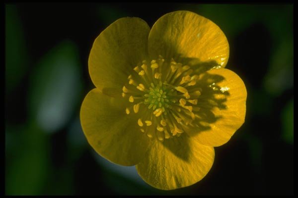 013113 Single Yellow Buttercup A4 Photo Print