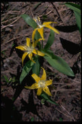 013114 Yellow Lilies A4 Photo Print