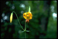 013115 Yellow Tiger Lily A4 Photo Print