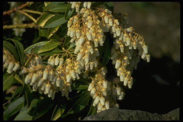 013116 Tiny White Bell Flowers A4 Photo Print