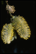 013117 White And Yellow Catkins Close Up  A4 Photo Print