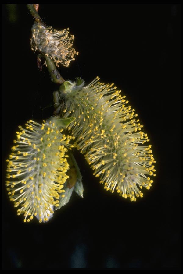 013117 White And Yellow Catkins Close Up  A4 Photo Print