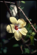 013118 Pale Yellow Flower With Red Throat A4 Photo Print
