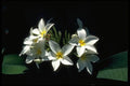 013119 White Tropical Flowers With Yellow Center A4 Photo Print