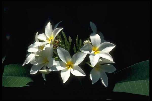 013119 White Tropical Flowers With Yellow Center A4 Photo Print