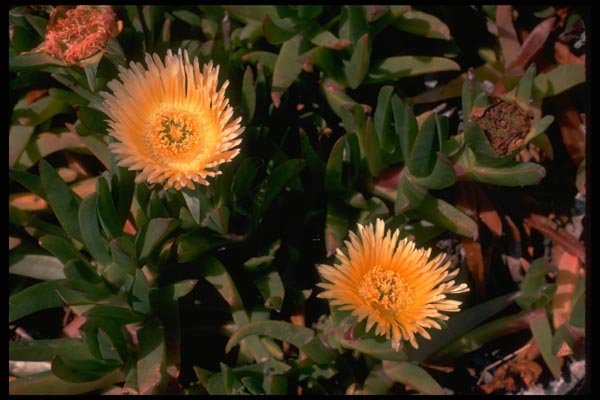 013120 Yellow Ice Plant A4 Photo Print