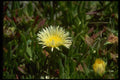 013121 White Ice Plant Blossom A4 Photo Print