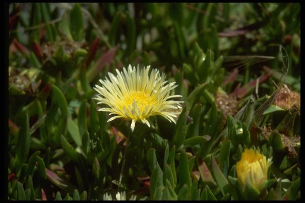 013121 White Ice Plant Blossom A4 Photo Print