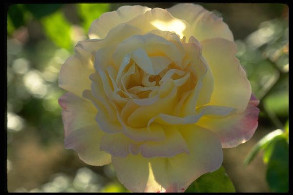 013122 Yellow Rose With Pink Tinged Petals A4 Photo Print