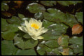 013123 White Water Lily On Pads A4 Photo Print