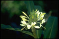 013124 Delicate White Tropical Flowers A4 Photo Print