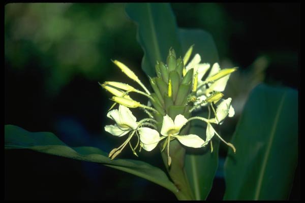 013124 Delicate White Tropical Flowers A4 Photo Print