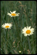 013125 Wild White Daisies A4 Photo Print