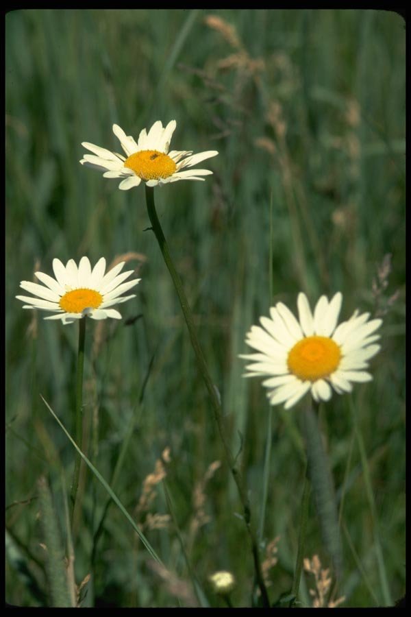 013125 Wild White Daisies A4 Photo Print