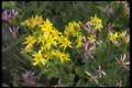 013126 Yellow And Pink Flowers A4 Photo Print