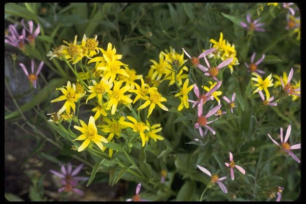 013126 Yellow And Pink Flowers A4 Photo Print