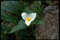 013127 White Trillium A4 Photo Print
