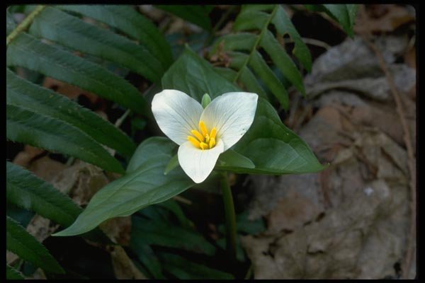 013127 White Trillium A4 Photo Print