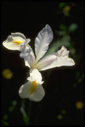 013128 White Iris A4 Photo Print