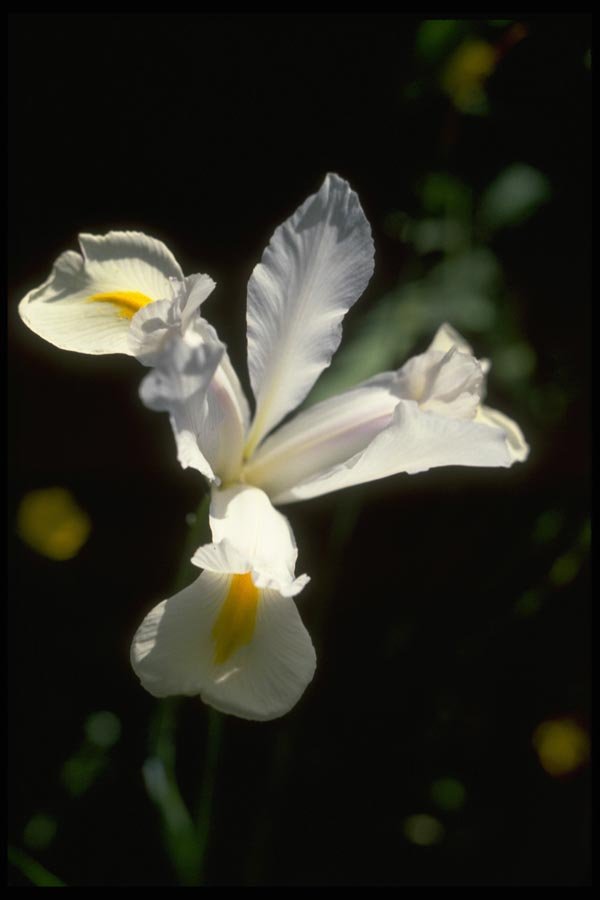 013128 White Iris A4 Photo Print
